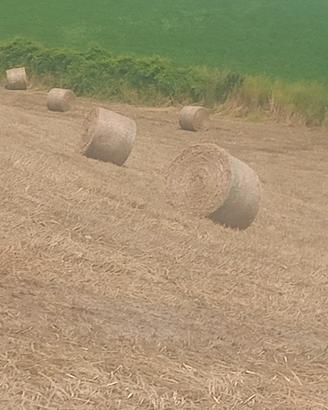 fieno in ballette e rotoloni di Prato naturale pos