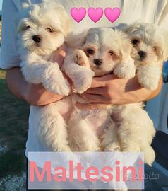 Maltesini taglia piccola