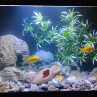 Acquario