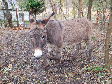 Asino romagnolo
