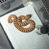 Serpenti nasicus