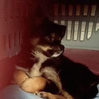 Chihuahua a pelo lungo