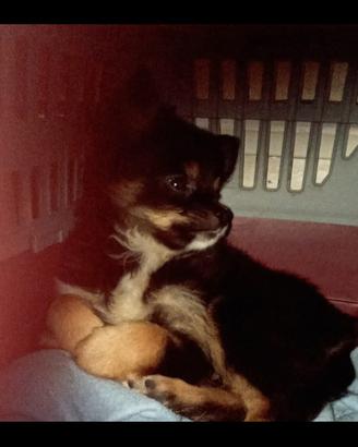 Chihuahua a pelo lungo