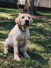 Cuccioli di Labrador Retriever