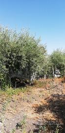 Terreno agricolo