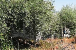Terreno agricolo