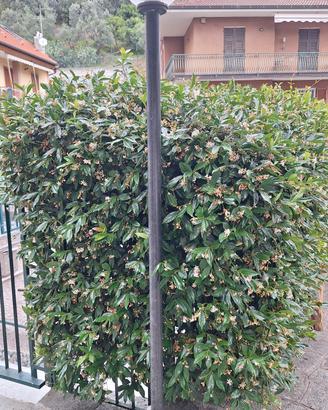Lampione da giardino 