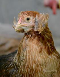 La gallina ornamentale dalle uova azzurre