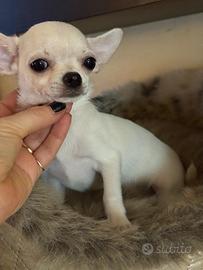 Chihuahua maschietto