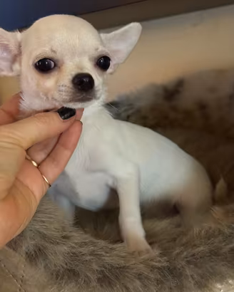 Chihuahua maschietto