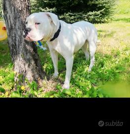 American bulldog