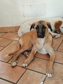 Pastore malionos molly