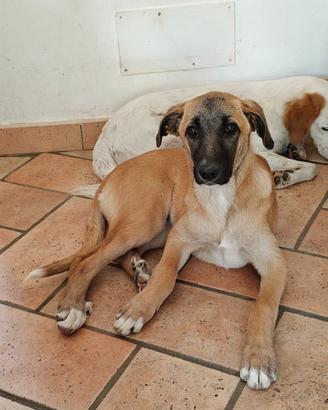 Pastore malionos molly