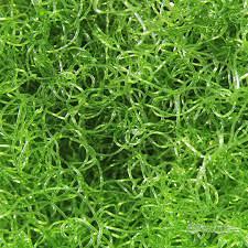 Alga chaetomorpha acquario marino refugium