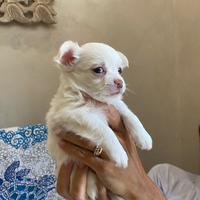 Cane prezzo trattabile