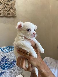 Cane prezzo trattabile