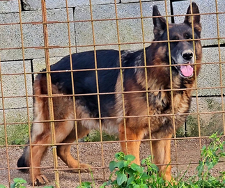 Pastore Tedesco pedigree