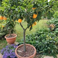 Pianta di Chinotto