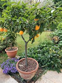 Pianta di Chinotto