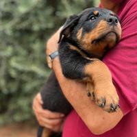 Cucciolo di Rottweiler da Allevamento riconosciuto