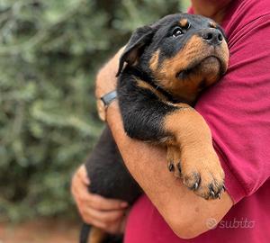 Cucciolo di Rottweiler da Allevamento riconosciuto