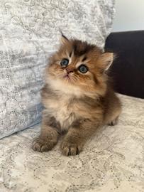 Gattini, British, Scottish
