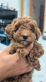 Barboncine Toy: cucciole con Pedigree ENCI