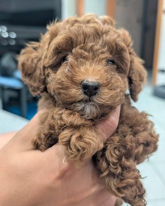 Barboncine Toy: cucciole con Pedigree ENCI