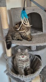 Dolcissimi Scottish Fold e Straight