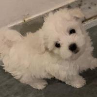 Maltese mini toy