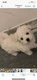 Maltese mini toy