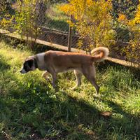 Pastore dell asia centrale