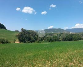 TER. AGRICOLO A TARANO