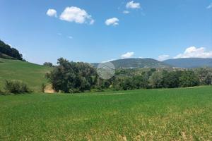 TER. AGRICOLO A TARANO