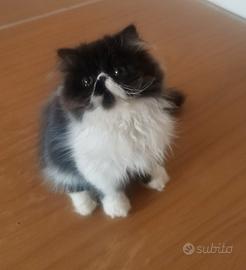 gatto persiano ipertipico 