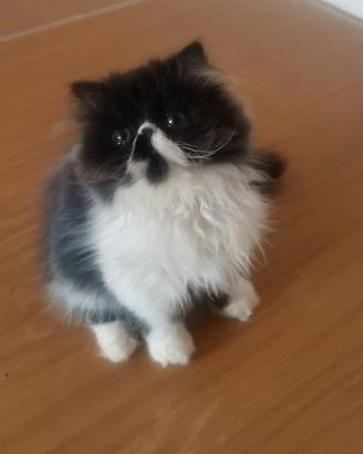 gatto persiano ipertipico 