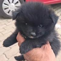 Cucciolo di Spitz con documenti