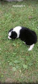 Cuccioli di border collie