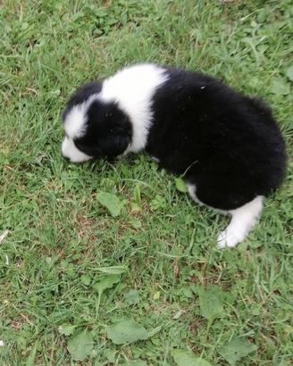 Cuccioli di border collie