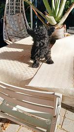 Maltipoo