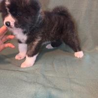 Cuccioli di akita inu