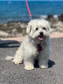 Maltese oer accoppiamento