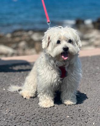 Maltese oer accoppiamento