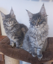 Allevamento Passion Lynx Maine Coon bordighera