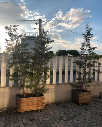 Piante di pino