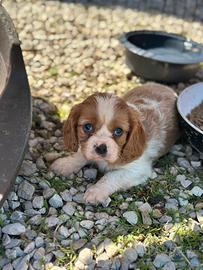 Cavalier king