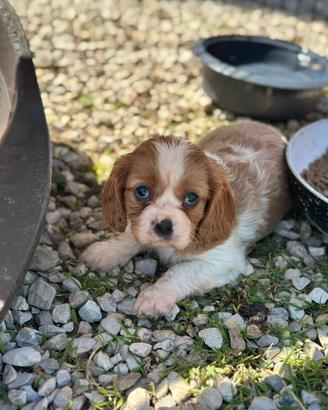 Cavalier king