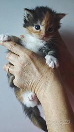 Maine Coon cuccioli con pedigree