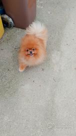 Spitz pomerania monta