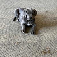 Cuccioli cane corso